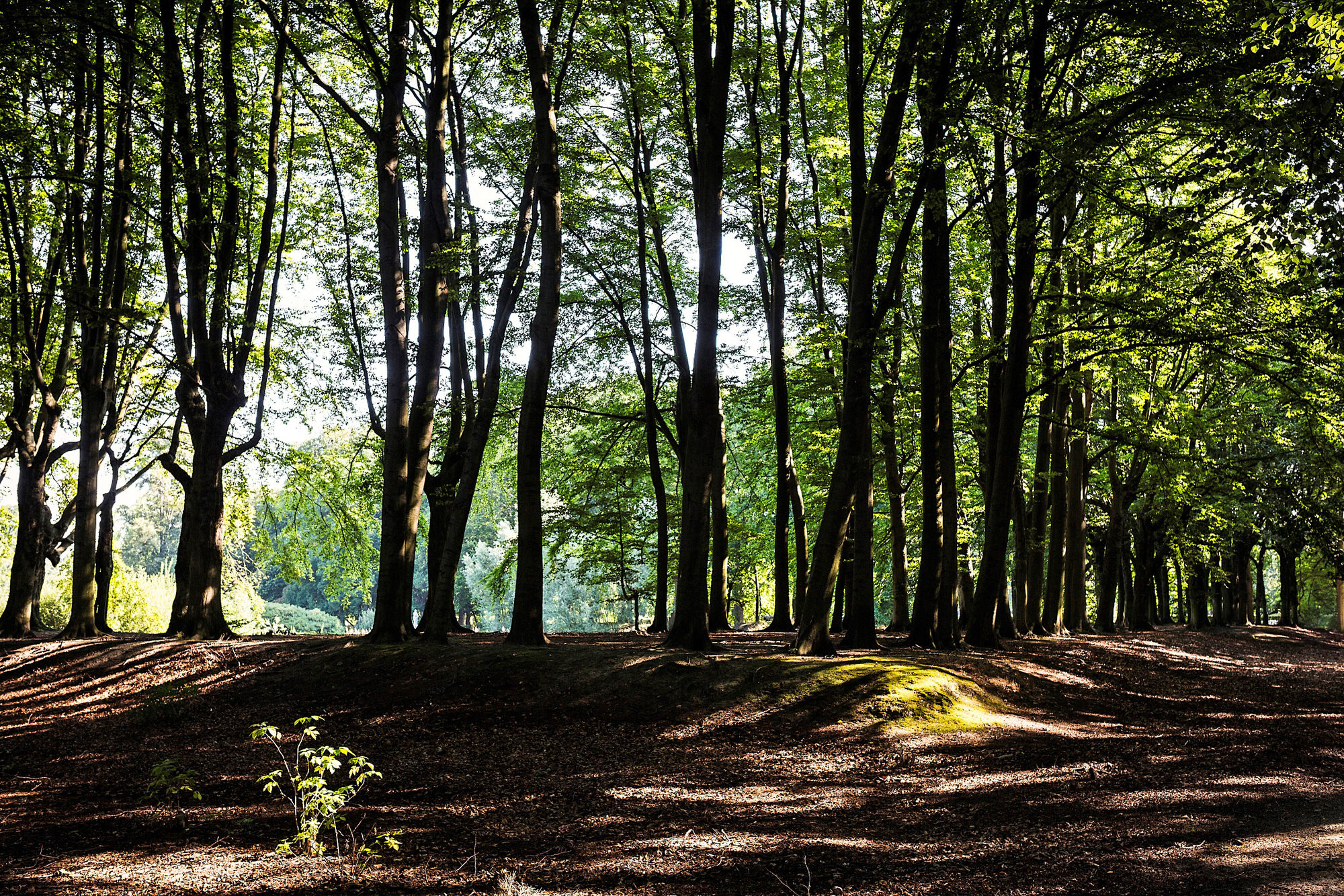 Le cimetière de Parc Schoonselhof